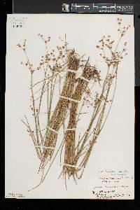 Juncus brevicaudatus image