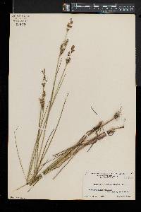 Juncus brevicaudatus image