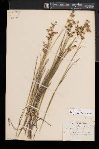 Juncus subcaudatus image