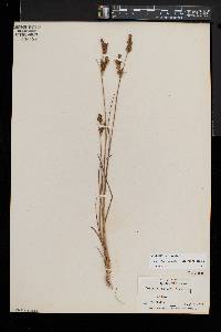 Juncus brevicaudatus image