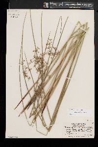 Juncus pylaei image