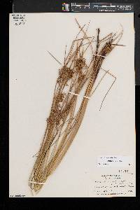 Juncus pylaei image