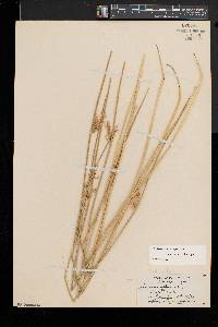 Juncus pylaei image