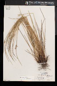 Juncus pylaei image