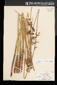 Juncus effusus var. solutus image