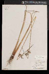 Juncus pylaei image