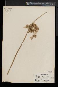 Juncus effusus var. solutus image