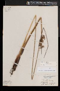 Juncus pylaei image