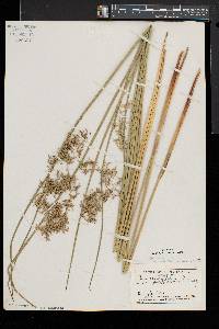 Juncus effusus var. solutus image