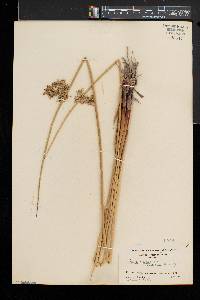 Juncus effusus var. solutus image