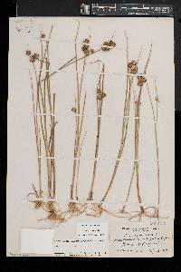 Juncus nodosus image