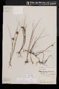 Juncus nodosus image