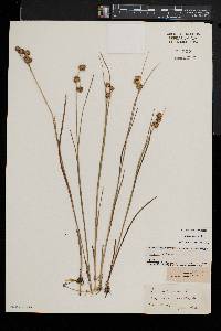 Juncus nodosus image