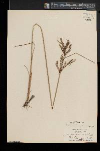 Juncus anthelatus image