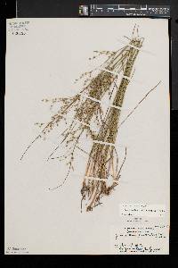 Juncus anthelatus image