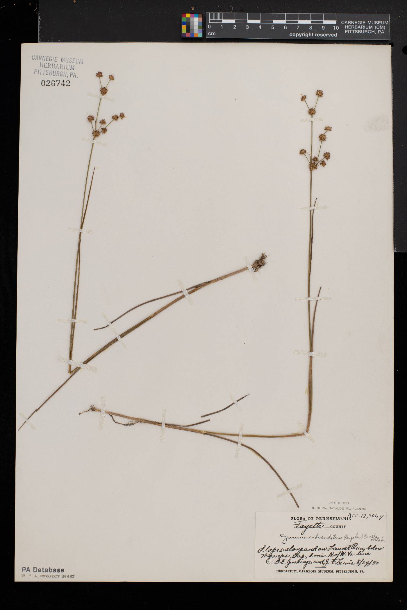 Juncus subcaudatus image