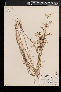 Juncus subcaudatus image