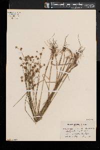 Juncus subcaudatus image