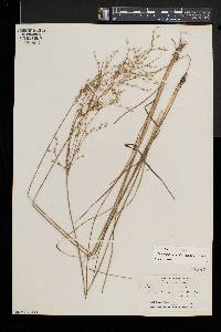 Juncus anthelatus image