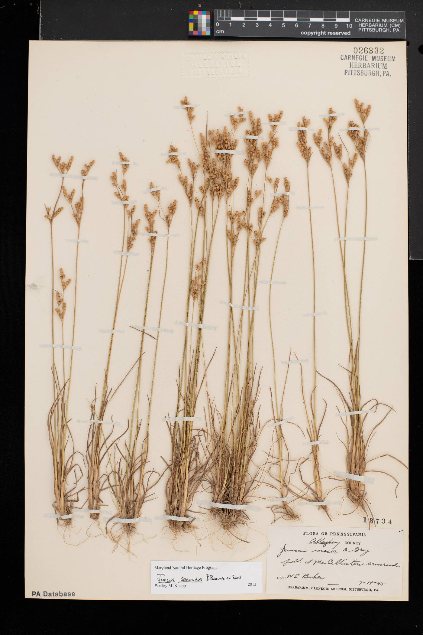Juncus secundus image