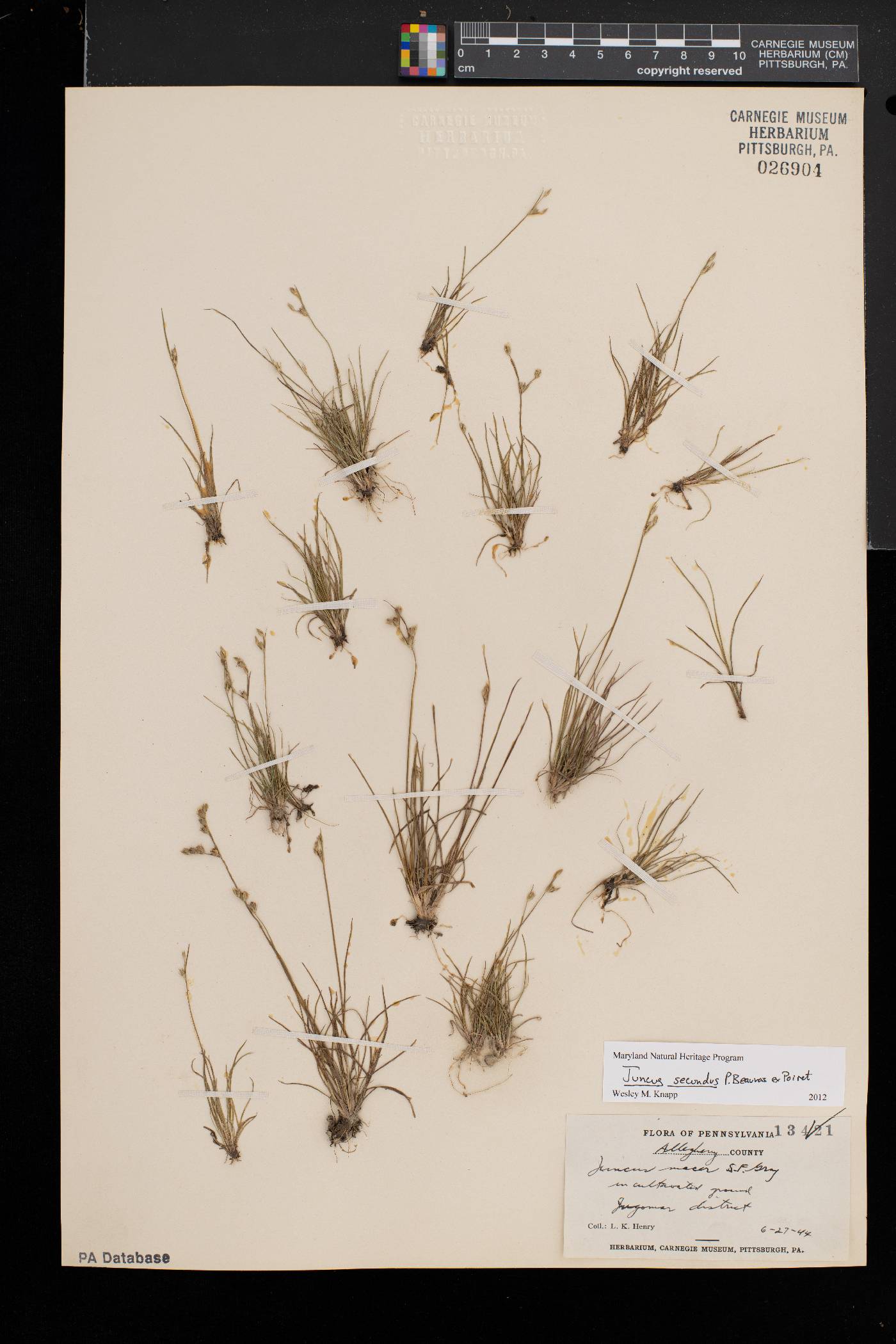 Juncus secundus image