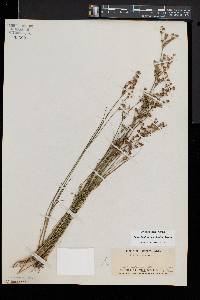 Juncus brevicaudatus image