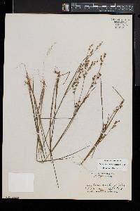 Juncus brevicaudatus image