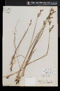 Juncus brevicaudatus image