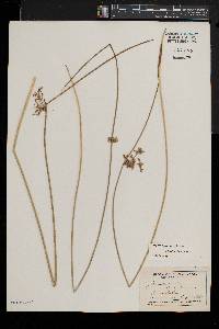 Juncus pylaei image