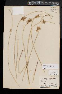 Juncus pylaei image