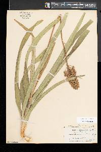 Amianthium muscitoxicum image