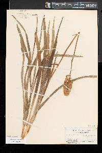 Amianthium muscitoxicum image