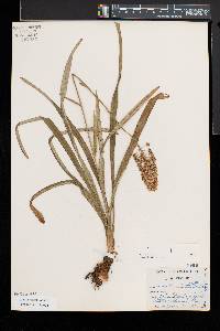 Amianthium muscitoxicum image