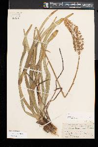 Amianthium muscitoxicum image