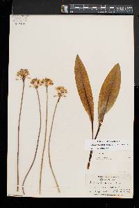 Allium tricoccum image