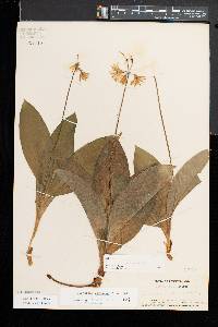 Clintonia borealis image