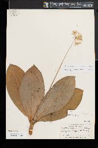Clintonia umbellulata image