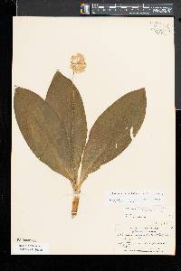 Clintonia umbellulata image