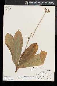 Clintonia umbellulata image