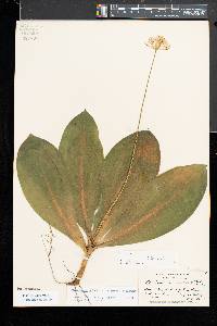 Clintonia umbellulata image