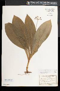 Clintonia umbellulata image