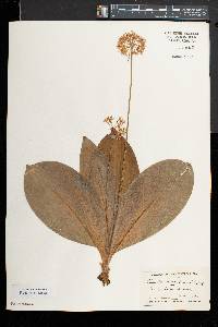 Clintonia umbellulata image
