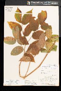 Prosartes lanuginosa image