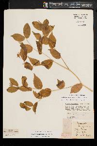 Prosartes lanuginosa image