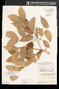 Prosartes lanuginosa image