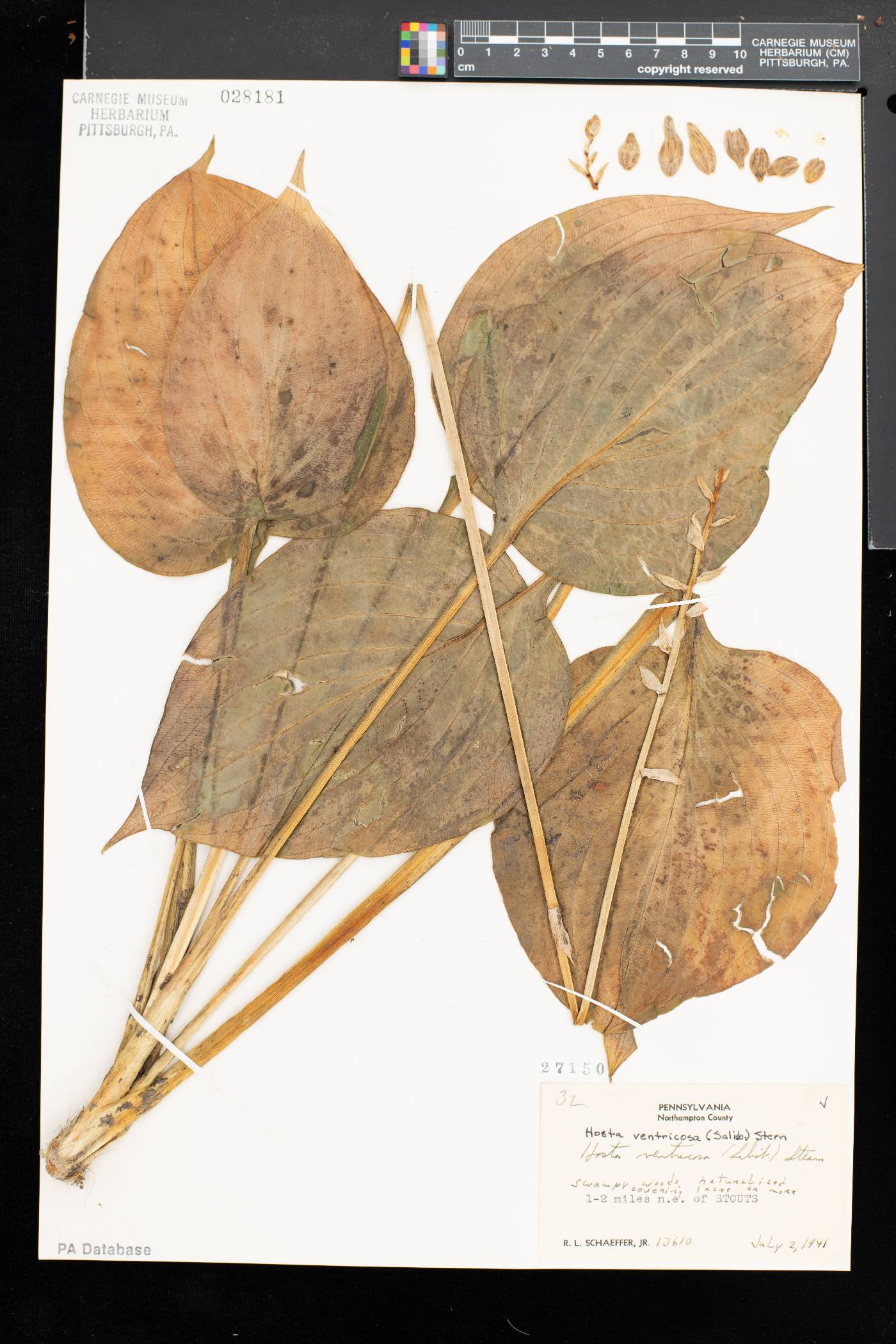 Hosta ventricosa image