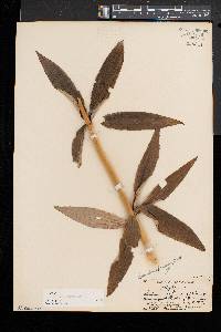 Lilium canadense image