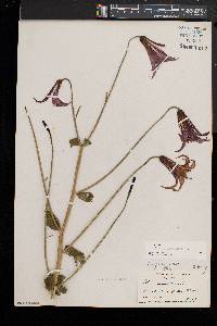 Lilium canadense image