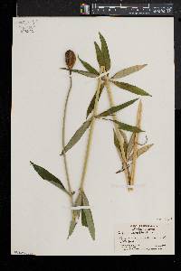 Lilium canadense image