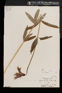 Lilium canadense image